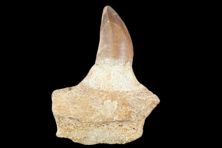 Fossil Mosasaur (Prognathodon) Jaw Section With Tooth - Morocco #116984
